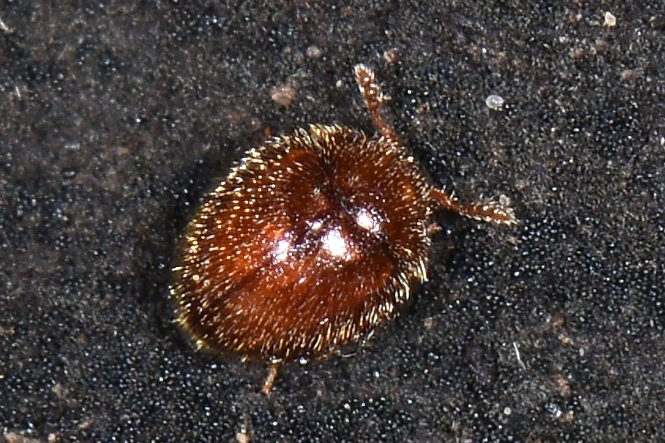 Alexiidae? No, probabile Endomychidae